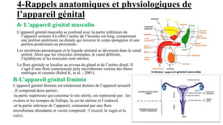 4-Rappels anatomiques et physiologiques de
l’appareil génital
A- L’appareil génital masculin
L’appareil génital masculin s...