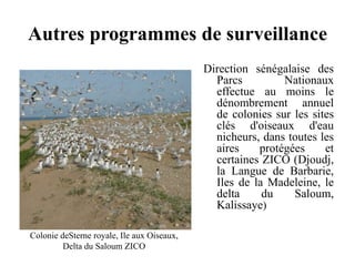 Autres programmes de surveillance
Direction sénégalaise des
Parcs Nationaux
effectue au moins le
dénombrement annuel
de colonies sur les sites
clés d'oiseaux d'eau
nicheurs, dans toutes les
aires protégées et
certaines ZICO (Djoudj,
la Langue de Barbarie,
Iles de la Madeleine, le
delta du Saloum,
Kalissaye)
Colonie deSterne royale, Ile aux Oiseaux,
Delta du Saloum ZICO
 