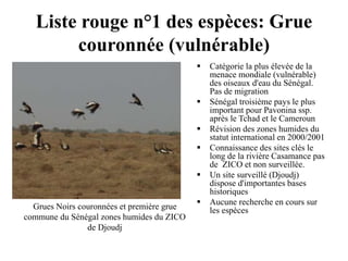 Liste rouge n°1 des espèces: Grue
couronnée (vulnérable)
 Catégorie la plus élevée de la
menace mondiale (vulnérable)
des oiseaux d'eau du Sénégal.
Pas de migration
 Sénégal troisième pays le plus
important pour Pavonina ssp.
après le Tchad et le Cameroun
 Révision des zones humides du
statut international en 2000/2001
 Connaissance des sites clés le
long de la rivière Casamance pas
de ZICO et non surveillée.
 Un site surveillé (Djoudj)
dispose d'importantes bases
historiques
 Aucune recherche en cours sur
les espècesGrues Noirs couronnées et première grue
commune du Sénégal zones humides du ZICO
de Djoudj
 
