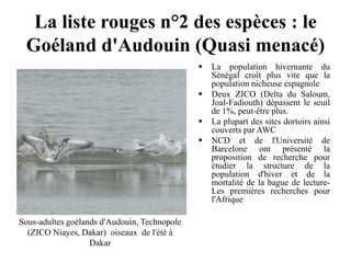 La liste rouges n°2 des espèces : le
Goéland d'Audouin (Quasi menacé)
 La population hivernante du
Sénégal croît plus vite que la
population nicheuse espagnole
 Deux ZICO (Delta du Saloum,
Joal-Fadiouth) dépassent le seuil
de 1%, peut-être plus.
 La plupart des sites dortoirs ainsi
couverts par AWC
 NCD et de l'Université de
Barcelone ont présenté la
proposition de recherche pour
étudier la structure de la
population d'hiver et de la
mortalité de la bague de lecture-
Les premières recherches pour
l'Afrique
Sous-adultes goélands d'Audouin, Technopole
(ZICO Niayes, Dakar) oiseaux de l'été à
Dakar
 