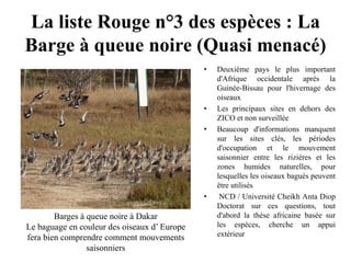 La liste Rouge n°3 des espèces : La
Barge à queue noire (Quasi menacé)
• Deuxième pays le plus important
d'Afrique occidentale après la
Guinée-Bissau pour l'hivernage des
oiseaux
• Les principaux sites en dehors des
ZICO et non surveillée
• Beaucoup d'informations manquent
sur ​​les sites clés, les périodes
d'occupation et le mouvement
saisonnier entre les rizières et les
zones humides naturelles, pour
lesquelles les oiseaux bagués peuvent
être utilisés
• NCD / Université Cheikh Anta Diop
Doctorat sur ces questions, tout
d'abord la thèse africaine basée sur
les espèces, cherche un appui
extérieur
Barges à queue noire à Dakar
Le baguage en couleur des oiseaux d’ Europe
fera bien comprendre comment mouvements
saisonniers
 