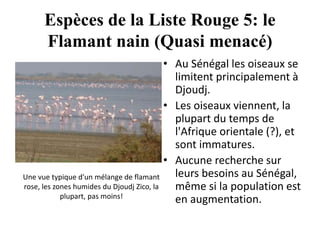 Espèces de la Liste Rouge 5: le
Flamant nain (Quasi menacé)
• Au Sénégal les oiseaux se
limitent principalement à
Djoudj.
• Les oiseaux viennent, la
plupart du temps de
l'Afrique orientale (?), et
sont immatures.
• Aucune recherche sur
leurs besoins au Sénégal,
même si la population est
en augmentation.
Une vue typique d'un mélange de flamant
rose, les zones humides du Djoudj Zico, la
plupart, pas moins!
 
