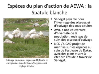 Espèces du plan d'action de AEWA : la
Spatule blanche
 Sénégal pays clé pour
l'hivernage des oiseaux et
d'estivage des sous-adultes
 AWC a une couverture
d'hivernale de la
population, mais pas de
suivi des oiseaux d'estivage
 NCD / UCAD projet de
maîtrise sur les espèces au
sein de l'estivage de Dakar,
avec des plans visant à
étendre l'étude à travers le
Sénégal.Estivage immature, bagués en Hollande et
enregistrées dans le Banc d'Arguin avant
réglage à Dakar
 