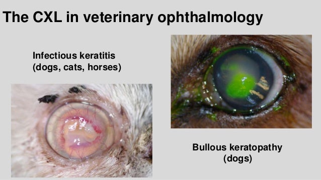 ESVO_SFEROV_Corneal-cross-linking_technique_and_veterinary 