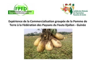 Expérience de la Commercialisation groupée de la Pomme de
Terre à la Fédération des Paysans du Fouta Djallon - Guinée
 