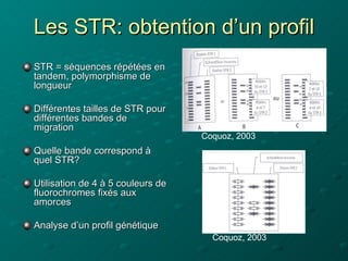 Les STR: obtention d’un profil
STR = séquences répétées en
tandem, polymorphisme de
longueur

Différentes tailles de STR p...