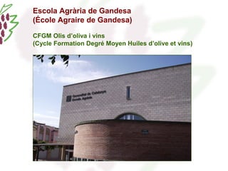 Escola Agrària de Gandesa 
(École Agraire de Gandesa) 
CFGM Olis d’oliva i vins 
(Cycle Formation Degré Moyen Huiles d’olive et vins) 
 