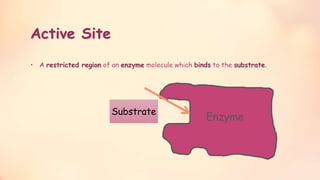  Enzymes