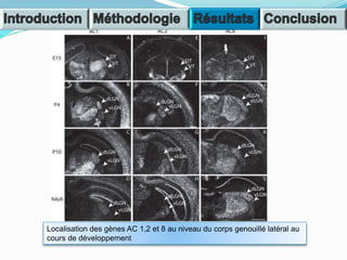 Localisation des gènes AC 1,2 et 8 au niveau du corps genouillé latéral au
cours de développement
 