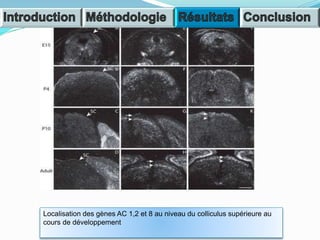 Localisation des gènes AC 1,2 et 8 au niveau du colliculus supérieure au
cours de développement
 