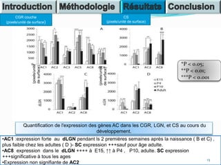 Quantification de l'expression des gènes AC dans les CGR, LGN, et CS au cours du
développement.
CGR couche
(pixels/unité de surface)
CS
(pixels/unité de surface)
•AC1 :expression forte au dLGN pendant ls 2 premières semaines après la naissance ( B et C) ,
plus faible chez les adultes ( D )- SC expression +++sauf pour âge adulte.
•AC8 expression dans le dLGN ++++ à E15, ↑↑ à P4 , P10, adulte. SC expression
+++significative à tous les ages
•Expression non signifiante de AC2
13
(pixels/unité
desurface)
(pixels/unité
desurface)
 