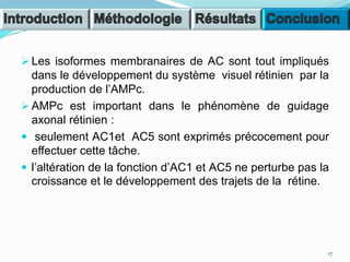  Les isoformes membranaires de AC sont tout impliqués
dans le développement du système visuel rétinien par la
production de l’AMPc.
 AMPc est important dans le phénomène de guidage
axonal rétinien :
 seulement AC1et AC5 sont exprimés précocement pour
effectuer cette tâche.
 l’altération de la fonction d’AC1 et AC5 ne perturbe pas la
croissance et le développement des trajets de la rétine.
17
 