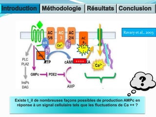 AC1
++++
Ravary et al., 2003
Existe t_il de nombreuses façons possibles de production AMPc en
réponse à un signal cellulaire tels que les fluctuations de Ca ++ ?
AC
8
Ca2
+
 