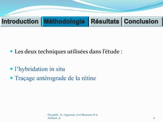  Les deux techniques utilisées dans l’étude :
 l’hybridation in situ
 Traçage antérograde de la rétine
Eloualidi , H ; Lguensat ,A et Mnaouer N et
Achbani ,A 6
 