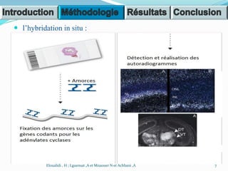  l’hybridation in situ :
7Eloualidi , H ; Lguensat ,A et Mnaouer N et Achbani ,A
 