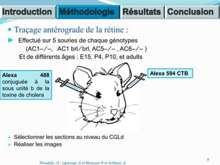  Traçage antérograde de la rétine :
► Effectué sur 5 souries de chaque génotypes
(AC1– ⁄ –, AC1 brl ⁄ brl, AC5– ⁄ – , AC8– ⁄ – )
Et de différents âges : E15, P4, P10, et adults
 Sélectionner les sections au niveau du CGLd
 Réaliser les images
Alexa 488
conjuguée à la
sous unité b de la
toxine de cholera
Alexa 594 CTB
8
Eloualidi , H ; Lguensat ,A et Mnaouer N et Achbani ,A
 