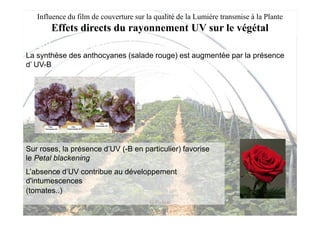 Influence du film de couverture sur la qualité de la Lumière transmise à la Plante
       Effets directs du rayonnement UV sur le végétal
• Coloration des végétaux
La synthèse des anthocyanes (salade rouge) est augmentée par la présence
d’ UV-B




Sur roses, la présence d’UV (-B en particulier) favorise
le Petal blackening
L’absence d’UV contribue au développement
d'intumescences
(tomates..)
                                        G Pichon
 