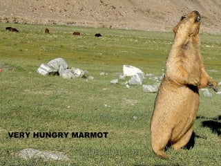 VERY HUNGRY MARMOT 