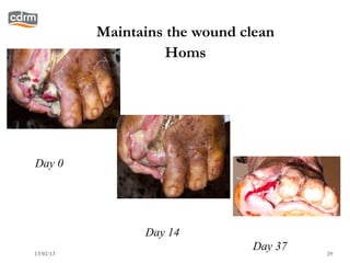Maintains the wound clean
                     Homs




Day 0




                 Day 14
13/02/13
                                Day 37   29
 