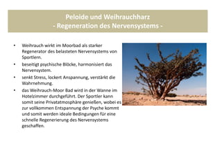 Peloide und Weihrauchharz
- Regeneration des Nervensystems -
• Weihrauch wirkt im Moorbad als starker
Regenerator des belasteten Nervensystems von
Sportlern.
• beseitigt psychische Blöcke, harmonisiert das
Nervensystem.
• senkt Stress, lockert Anspannung, verstärkt die
Wahrnehmung.
• das Weihrauch-Moor Bad wird in der Wanne im
Hotelzimmer durchgeführt. Der Sportler kann
somit seine Privatatmosphäre genießen, wobei es
zur vollkommen Entspannung der Psyche kommt
und somit werden ideale Bedingungen für eine
schnelle Regenerierung des Nervensystems
geschaffen.
 