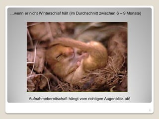 …wenn er nicht Winterschlaf hält (im Durchschnitt zwischen 6 – 9 Monate)




          Aufnahmebereitschaft hängt vom richtigen Augenblick ab!

                                                                           31
 