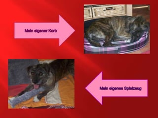 Mein eigener KorbMein eigenes Spielzeug