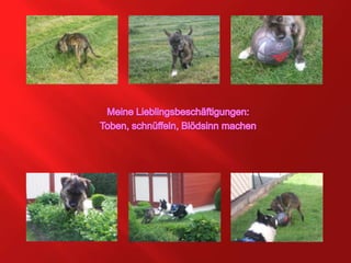 Meine Lieblingsbeschäftigungen:Toben, schnüffeln, Blödsinn machen