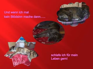 Und wenn ich mal kein Blödsinn mache dann…..schlafe ich für meinLeben gern!