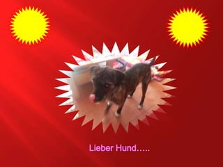 Lieber Hund…..