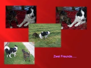 Zwei Freunde…..