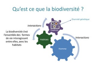 Qu’est ce que la biodiversité ?