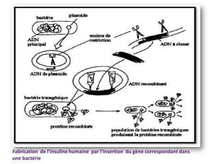 Fabrication de l’insuline humaine par l’insertion du gène correspondant dans
une bactérie
 