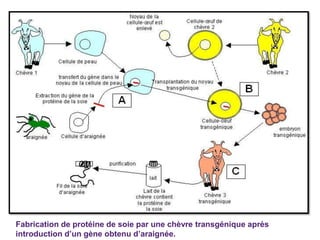 Fabrication de protéine de soie par une chèvre transgénique après
introduction d’un gène obtenu d’araignée.
 