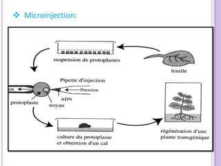 Microinjection:
 