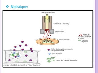  Biolistique:
 