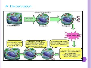  Electrolocation:
 