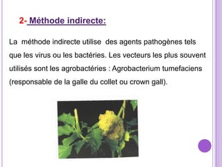 2- Méthode indirecte:

La méthode indirecte utilise des agents pathogènes tels
que les virus ou les bactéries. Les vecteurs les plus souvent
utilisés sont les agrobactéries : Agrobacterium tumefaciens
(responsable de la galle du collet ou crown gall).
 