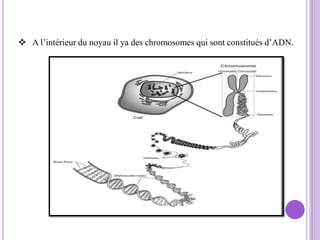  A l’intérieur du noyau il ya des chromosomes qui sont constitués d’ADN.
 