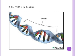  Sur l’ADN il y a des gènes.
 