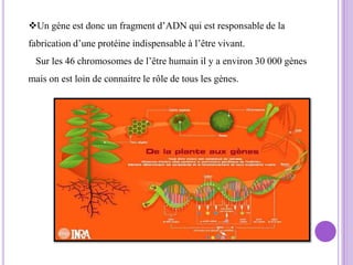 Un gène est donc un fragment d’ADN qui est responsable de la
fabrication d’une protéine indispensable à l’être vivant.
 Sur les 46 chromosomes de l’être humain il y a environ 30 000 gènes
mais on est loin de connaitre le rôle de tous les gènes.
 