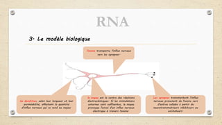 3. Le modèle biologique
le noyau est le centre des réactions
électrochimiques. Si les stimulations
externes sont suffisantes, le noyau
provoque l'envoi d'un influx nerveux
électrique à travers l'axone.
Les synapses transmettent l'influx
nerveux provenant de l'axone vers
d'autres cellules à partir de
neurotransmetteurs inhibiteurs ou
excitateurs.
les dendrites, selon leur longueur et leur
perméabilité, affectent la quantité
d'influx nerveux qui se rend au noyau.
l'axone transporte l'influx nerveux
vers les synapses.
RNA
 