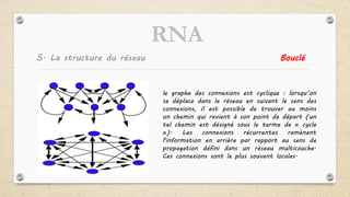 5. La structure du réseau Bouclé
le graphe des connexions est cyclique : lorsqu’on
se déplace dans le réseau en suivant le sens des
connexions, il est possible de trouver au moins
un chemin qui revient à son point de départ (un
tel chemin est désigné sous le terme de « cycle
»). Les connexions récurrentes ramènent
l'information en arrière par rapport au sens de
propagation défini dans un réseau multicouche.
Ces connexions sont le plus souvent locales.
RNA
 