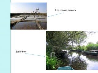 Les marais salants




La brière
 
