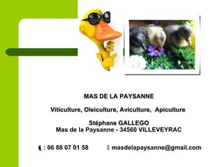 MAS DE LA PAYSANNEMAS DE LA PAYSANNE
Viticulture, Oleiculture, Aviculture, ApicultureViticulture, Oleiculture, Aviculture, Apiculture
Stéphane GALLEGOStéphane GALLEGO
Mas de la Paysanne - 34560 VILLEVEYRAC
: 06 88 07 01 58  masdelapaysanne@gmail.com
 
