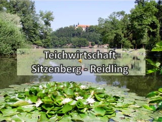 Präsentation Teichwirtschaft Sitzenberg - Reidling