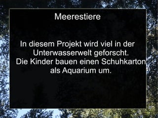 Meerestiere In diesem Projekt wird viel in der  Unterwasserwelt geforscht. Die Kinder bauen einen Schuhkarton als Aquarium um. 
