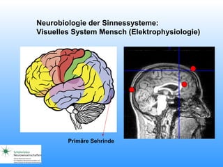 Neurobiologie der Sinnessysteme:
Visuelles System Mensch (Elektrophysiologie)
Primäre Sehrinde
 