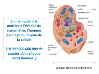 En manipulant la
matière à l’échelle du
nanomètre, l’homme
peut agir au niveau de
la cellule
(10 000 000 000 000 de
cellules dans chaque
corps humain !)
Quelques centaines de nanomètres
 