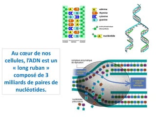 Au cœur de nos
cellules, l’ADN est un
« long ruban »
composé de 3
milliards de paires de
nucléotides.
 