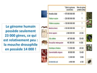 Le génome humain
possède seulement
23 000 gènes, ce qui
est relativement peu :
la mouche drosophile
en possède 14 000 !
 